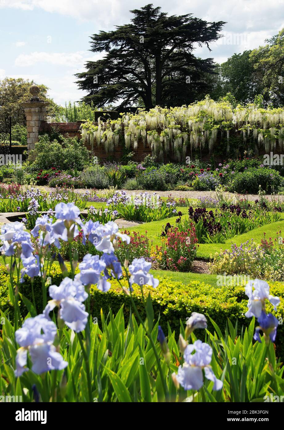 Bearded iris border hi-res stock photography and images - Alamy