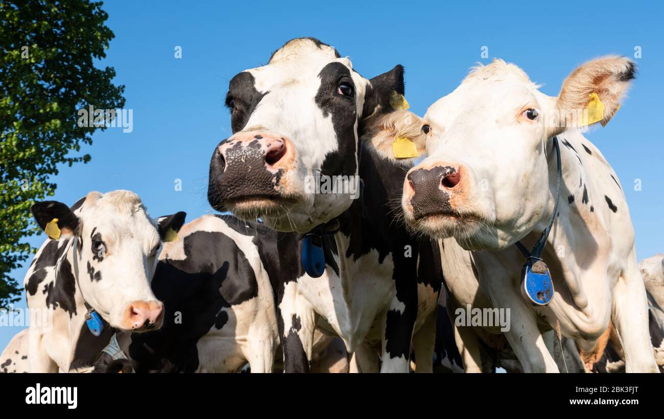 curious black and white holstein cows in meadow under blue sky Stock ...