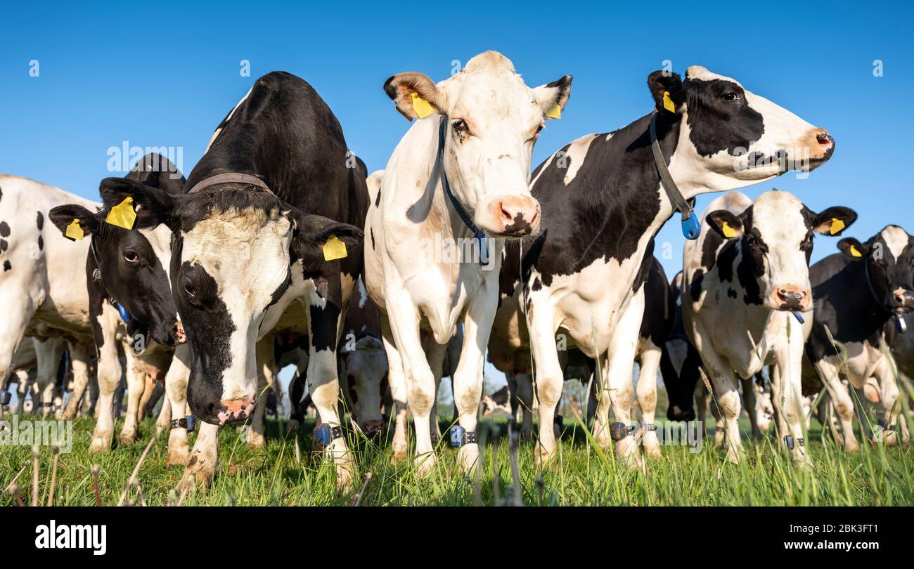 curious black and white holstein cows in meadow under blue sky Stock ...