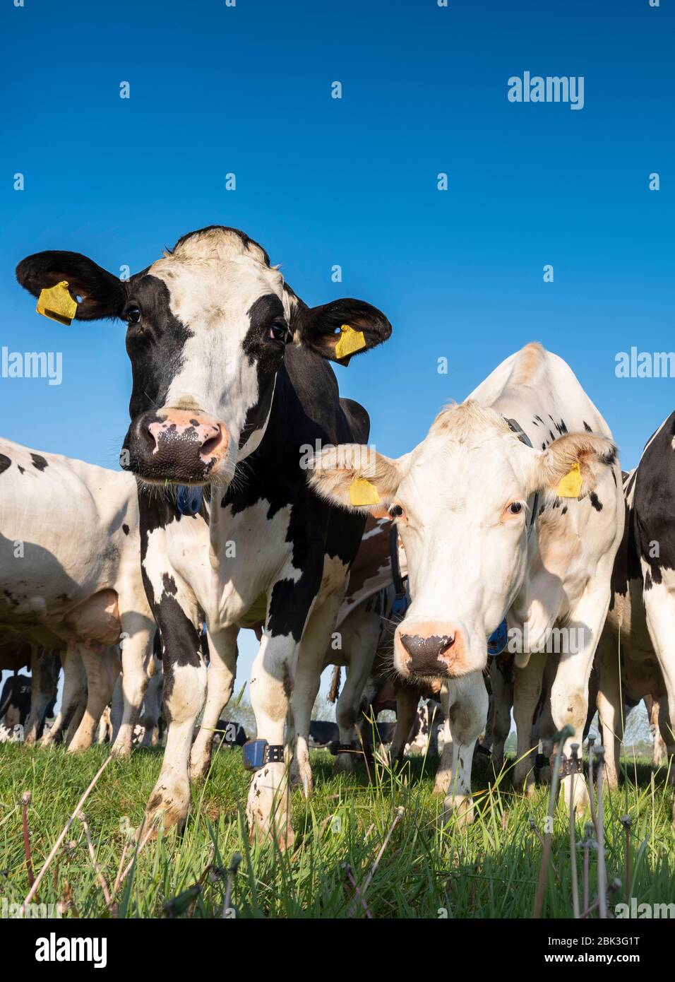 curious black and white holstein cows in meadow under blue sky Stock ...