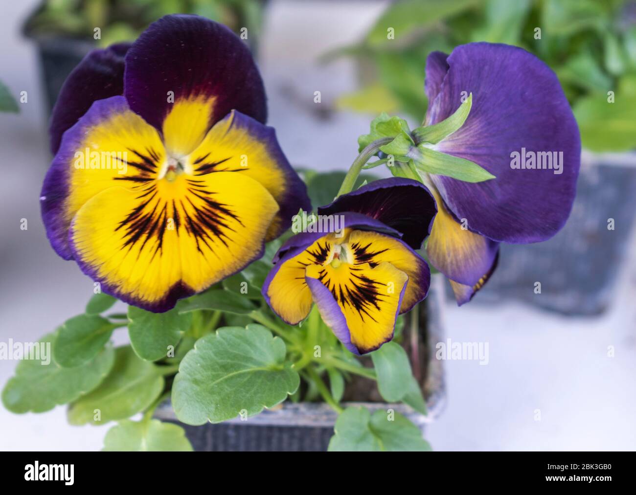 100 Semi Di Viola Del Pensiero (Viola Tricolor) - Fiori Selvatici Per Balcone E Giardino