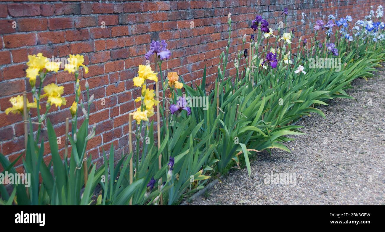 Brian Dodsworth iris Collection in the walled garden at Doddington Hall Stock Photo