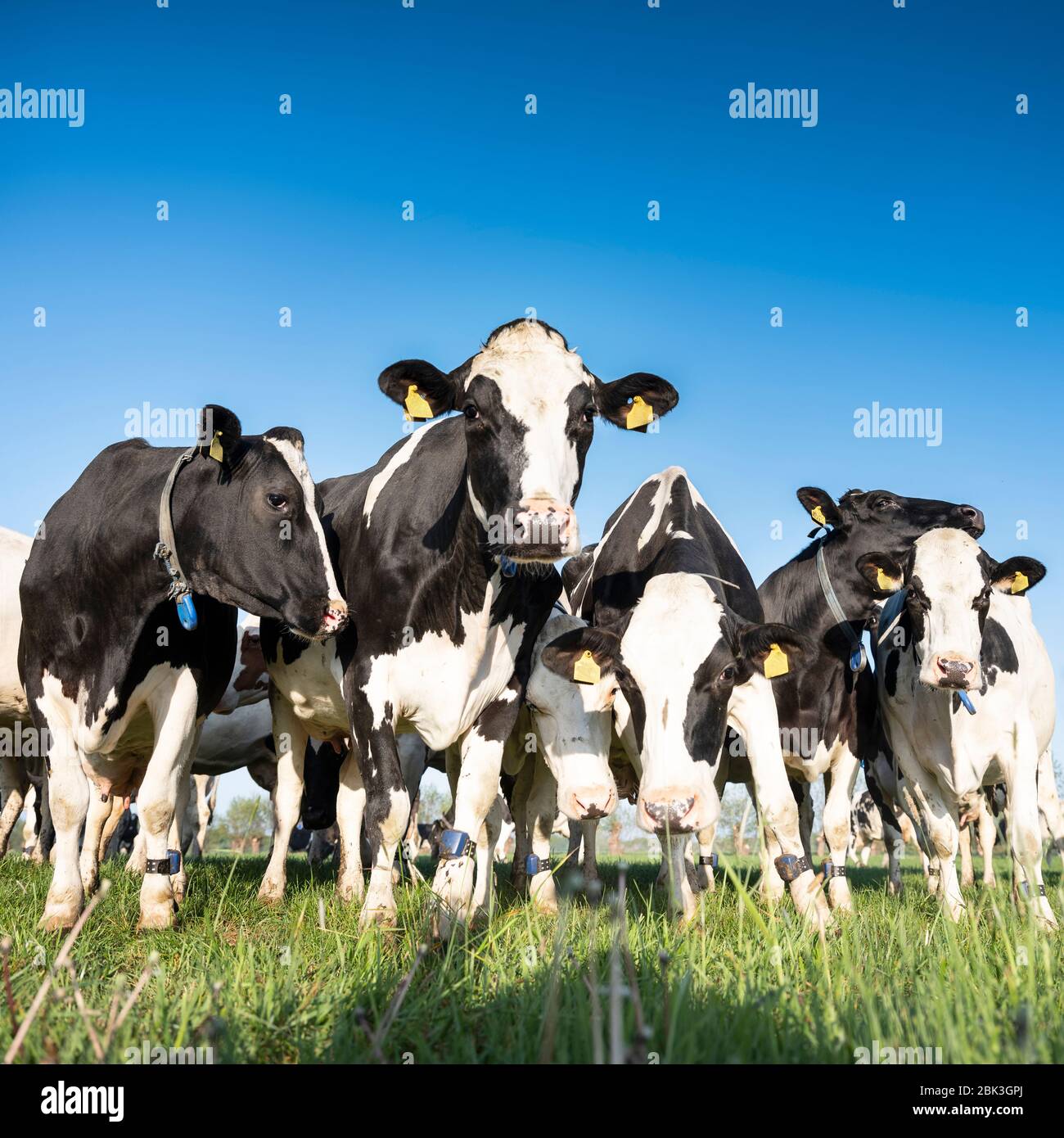 curious black and white holstein cows in meadow under blue sky Stock ...