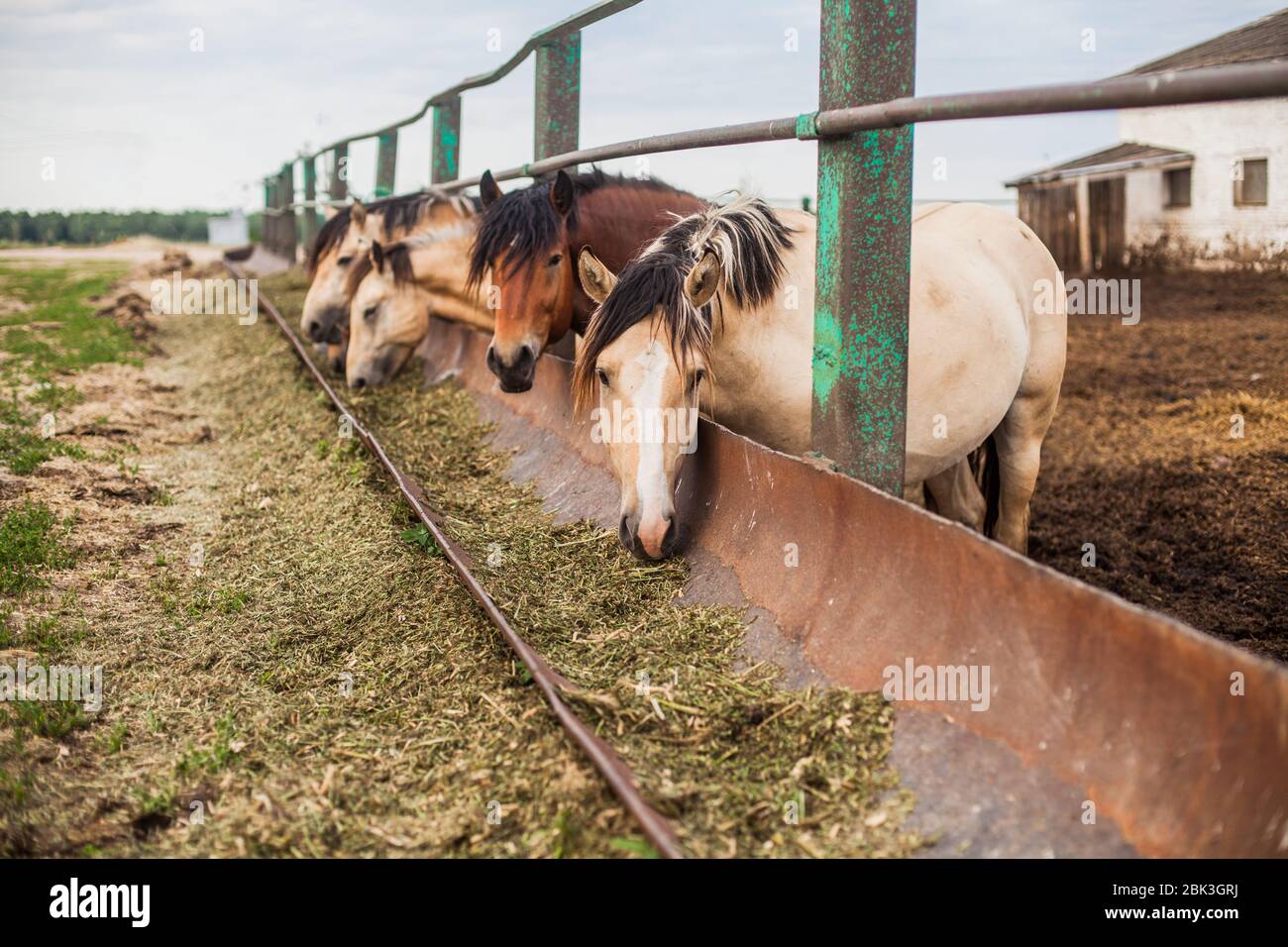 Hungry horses want to eat, eat from the trough Stock Photo Alamy