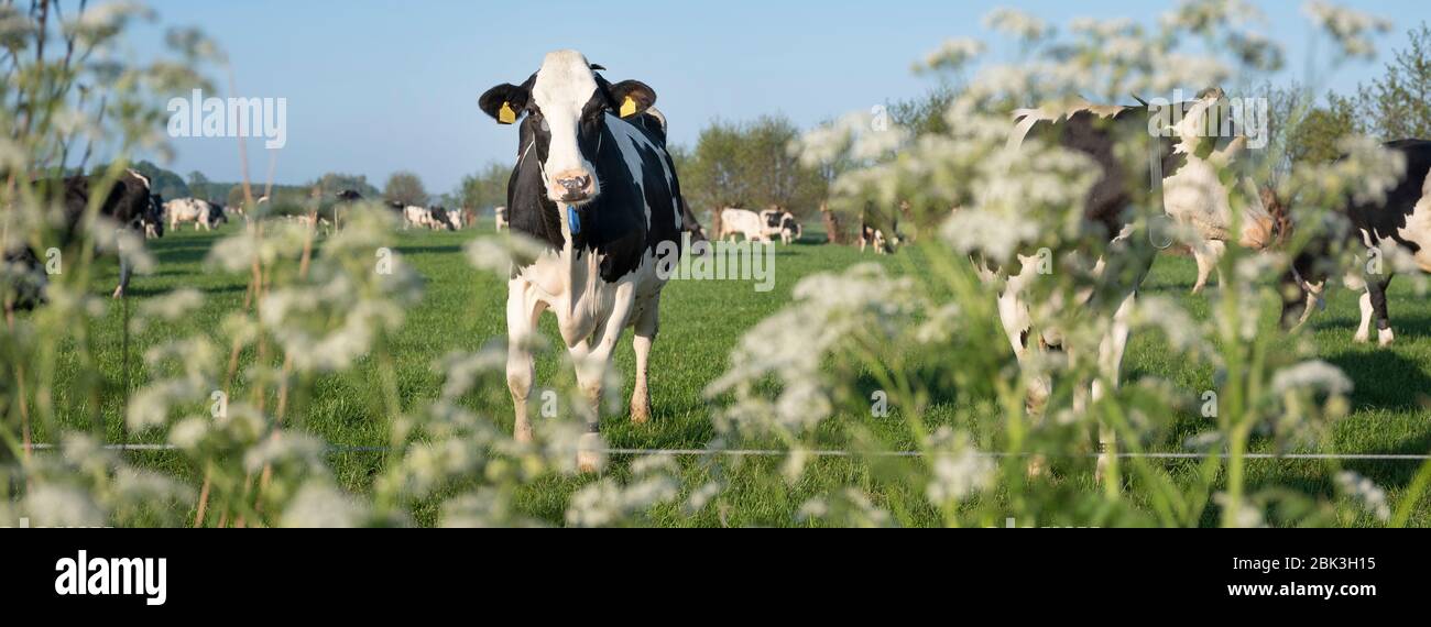 black and white cow in green grassy meadow under blue sky behind summer ...