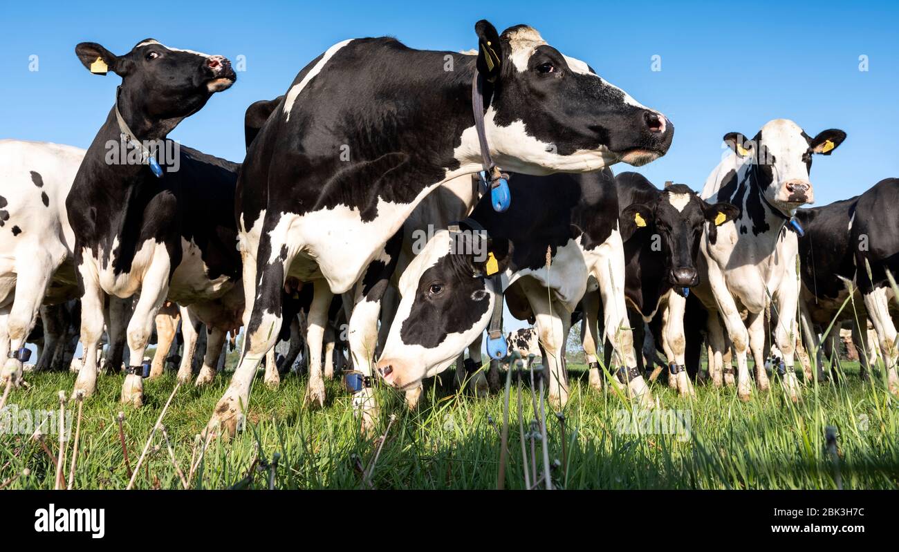 curious black and white holstein cows in meadow under blue sky Stock ...