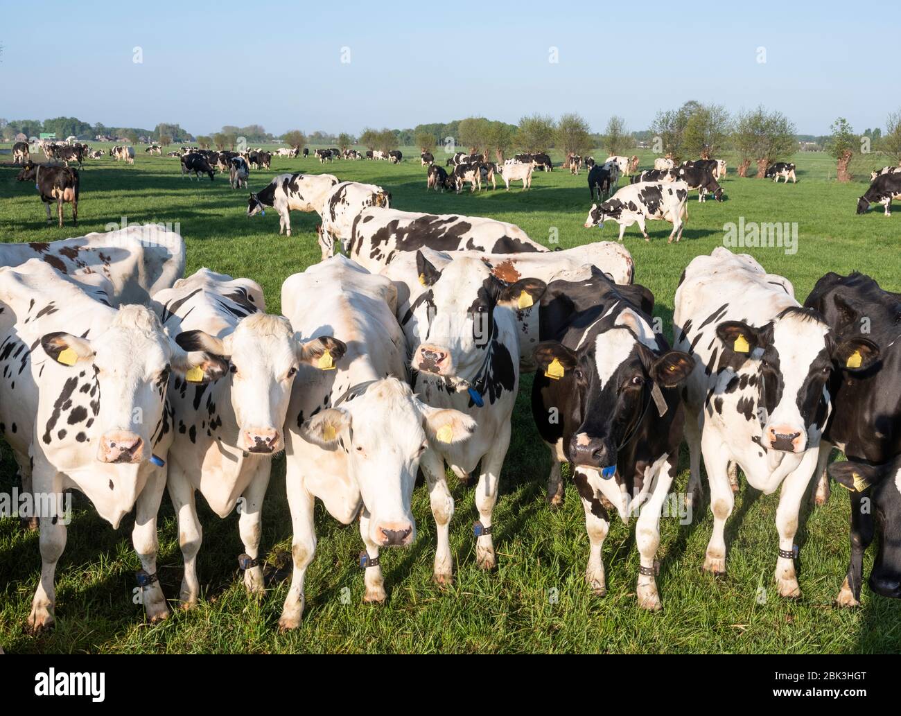 curious black and white holstein cows in meadow under blue sky Stock ...
