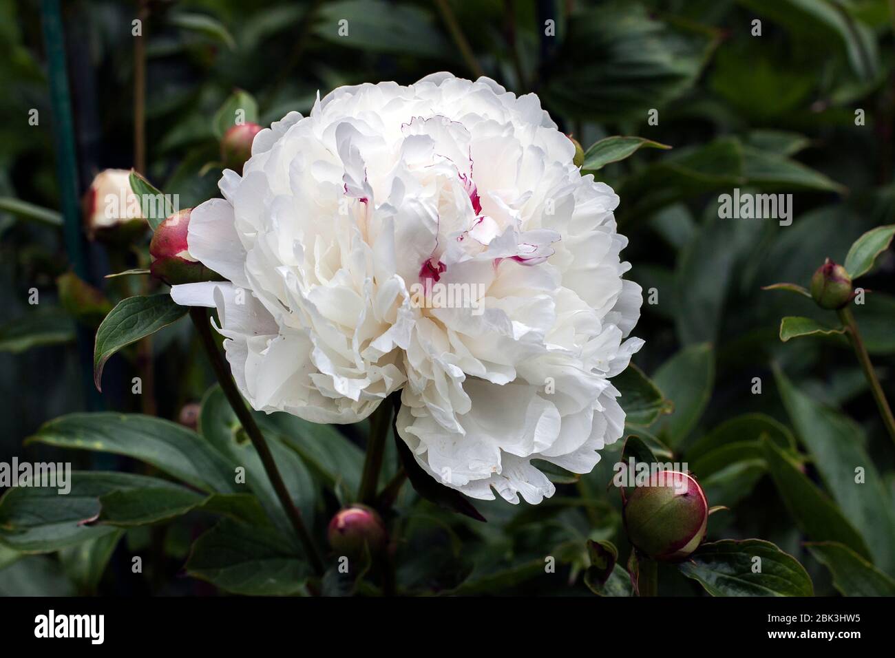 Close up image of big white peony surrounded with a number of peony buds nicely isolated against darker green floral background, beautiful contrast. Stock Photo
