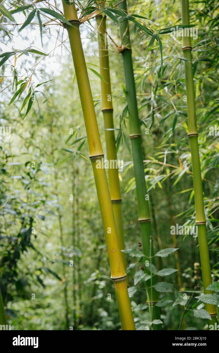 Bamboo forest in Rwanda, Africa Stock Photo - Alamy