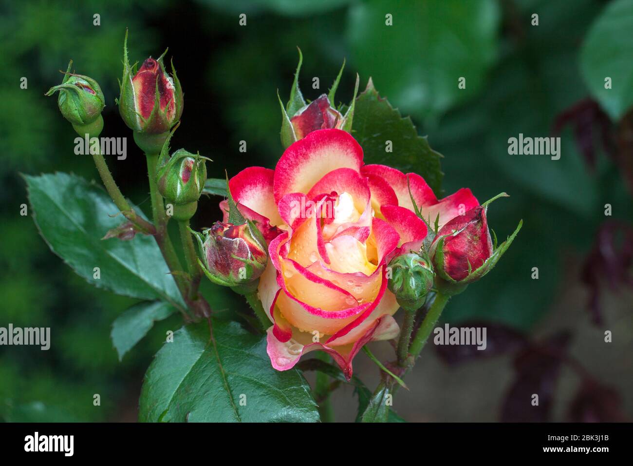 Close up image of beautiful red and white rose surrounded by rose buds and isolated against darker green floral background. Stock Photo