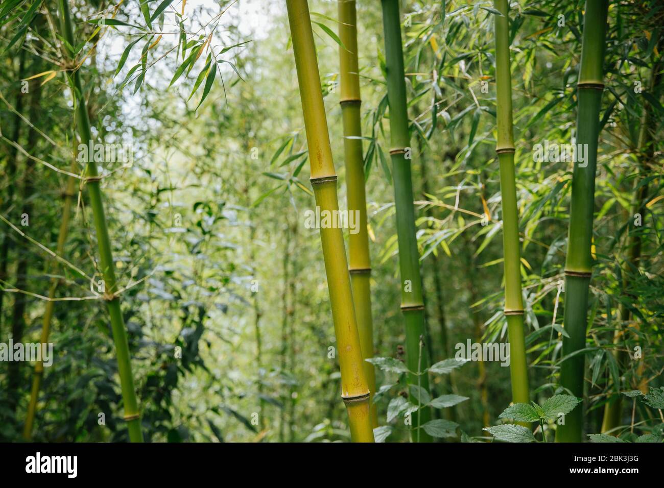 Bamboo forest in Rwanda, Africa Stock Photo - Alamy