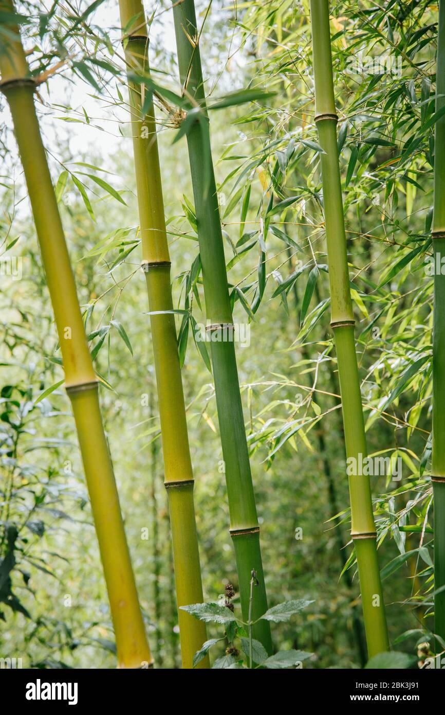 Bamboo forest in Rwanda, Africa Stock Photo - Alamy