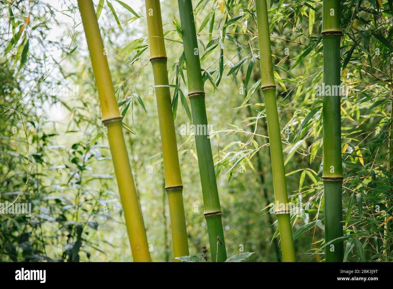 Bamboo forest in Rwanda, Africa Stock Photo - Alamy