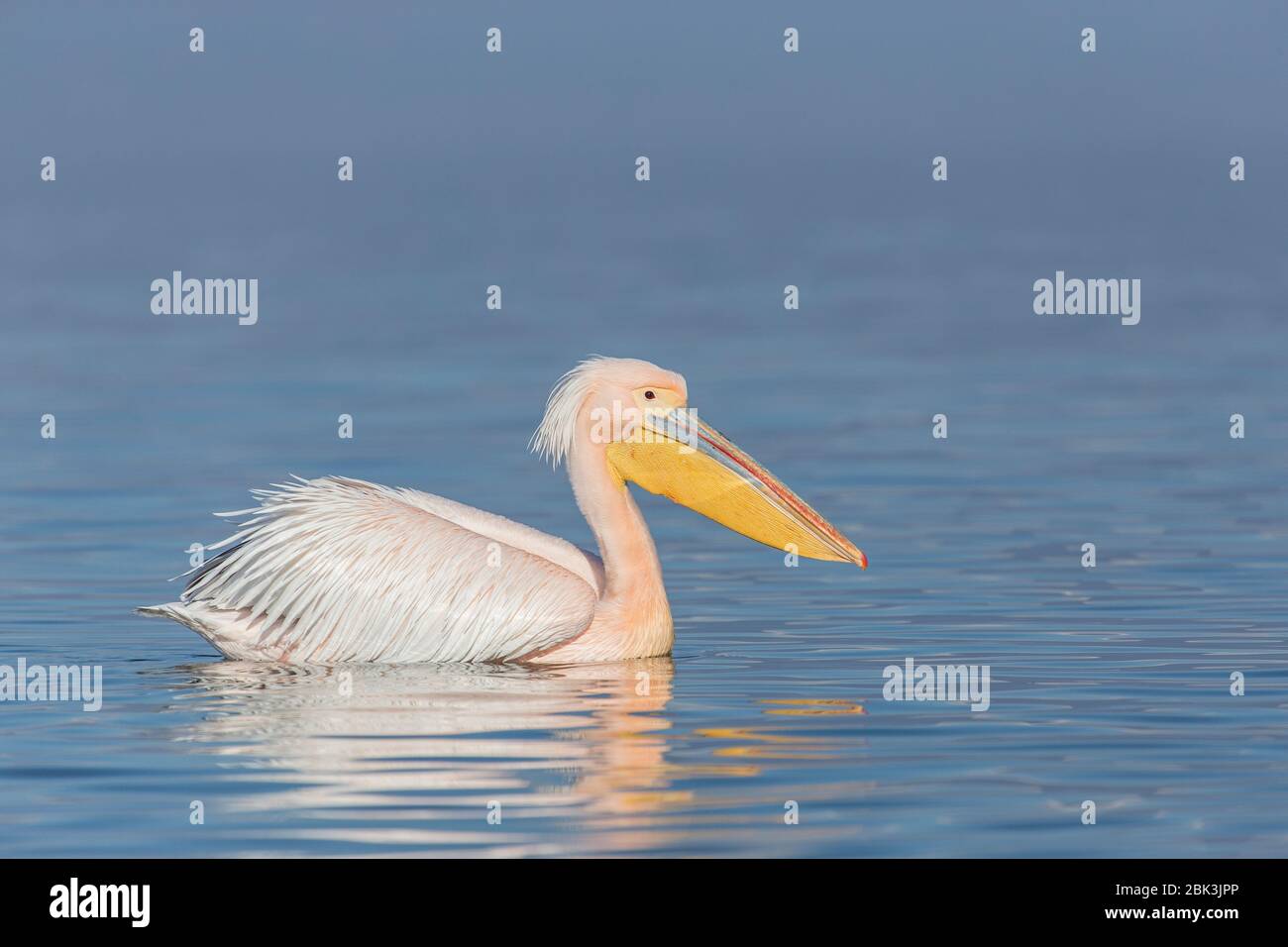A Great White Pelican (Pelecanus onocratalus) in full breeding plumage on Lake Kerkini, Greece Stock Photo