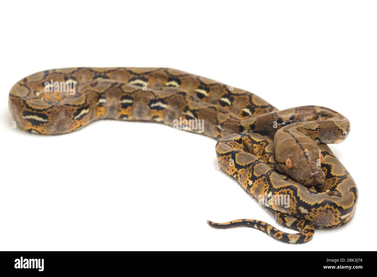 Reticulated Python (Python reticulatus) isolated on white background ...