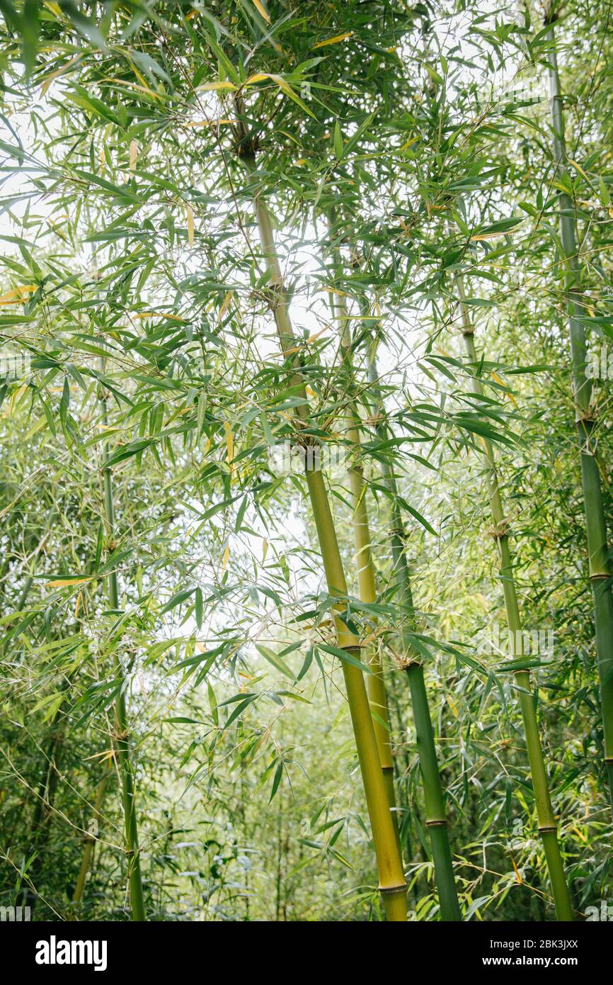 Bamboo forest in Rwanda, Africa Stock Photo - Alamy