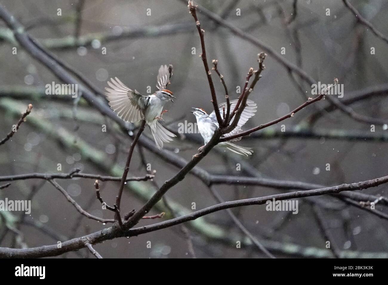 Chipping Sparrows fighting in midair Stock Photo