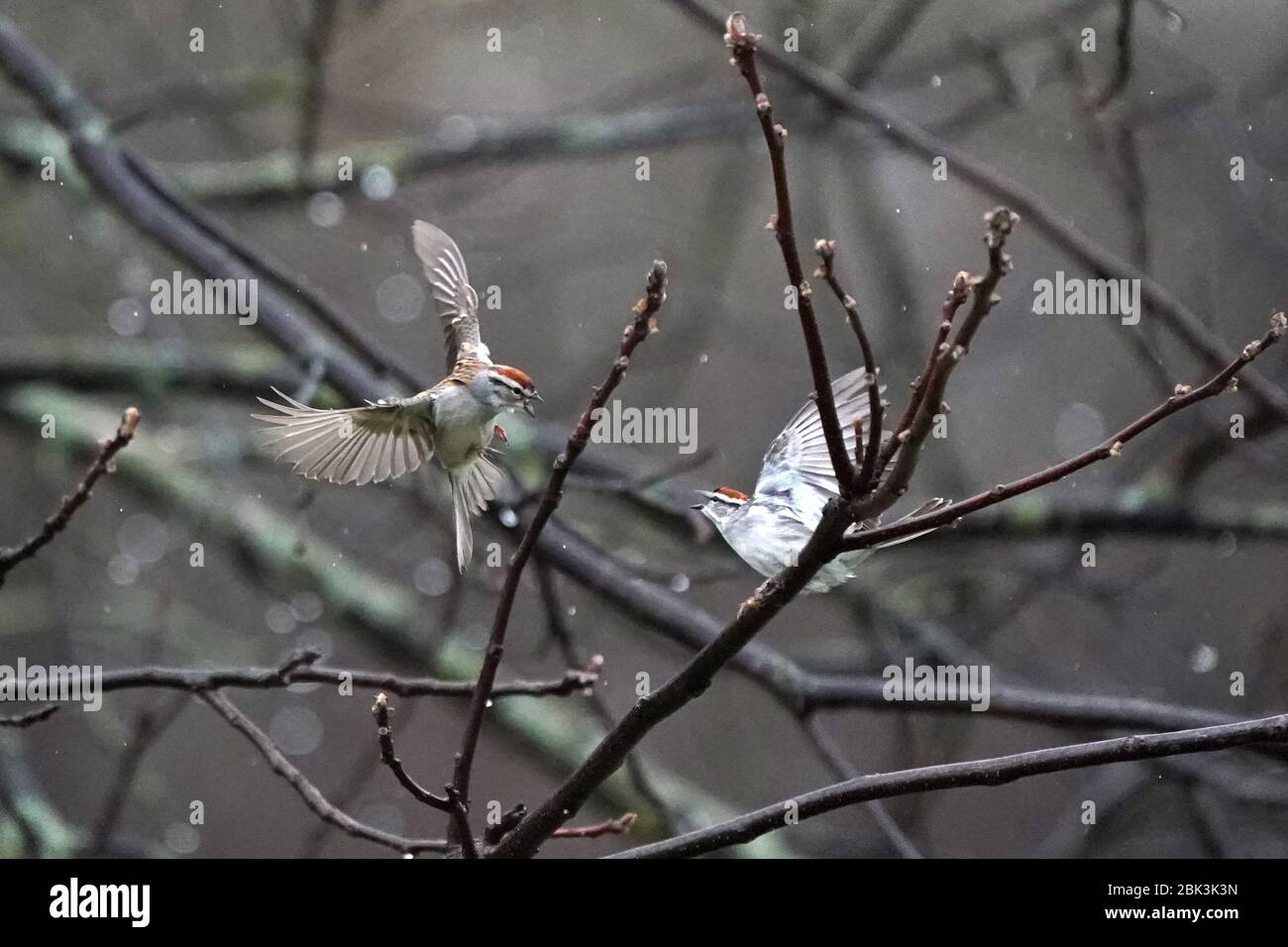 Chipping Sparrows fighting in midair Stock Photo