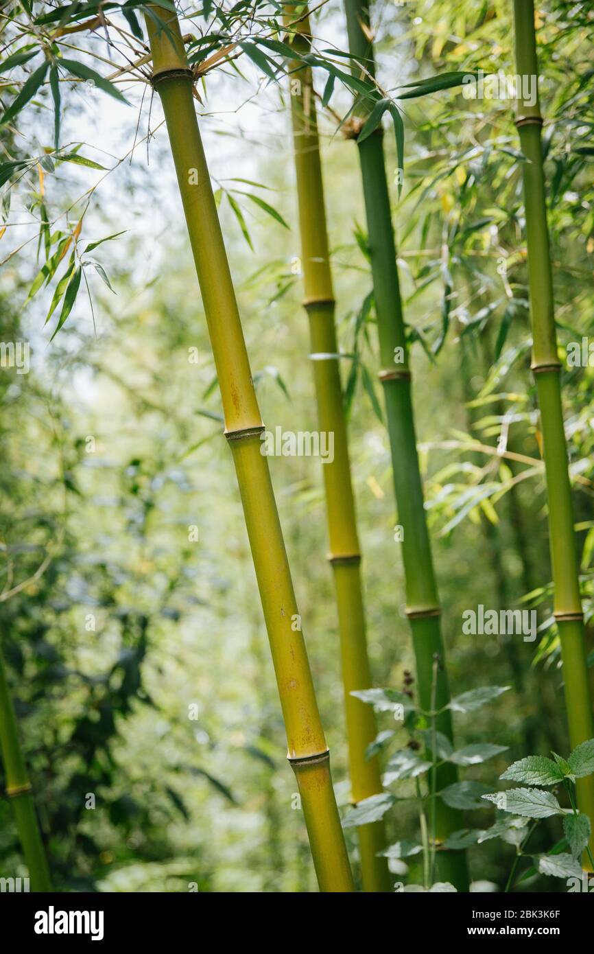 Bamboo forest in Rwanda, Africa Stock Photo - Alamy