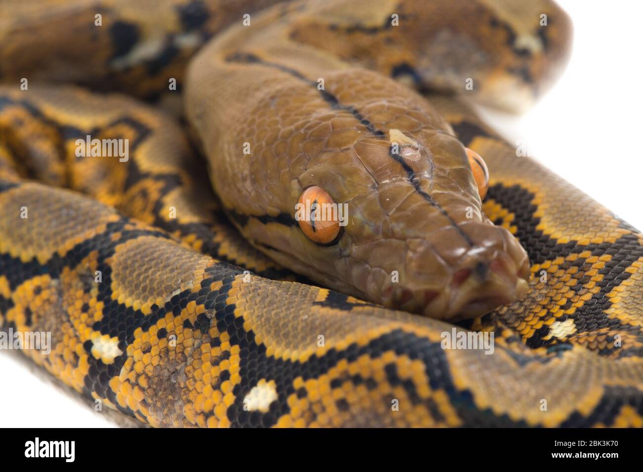 Reticulated Python (Python reticulatus) isolated on white background ...