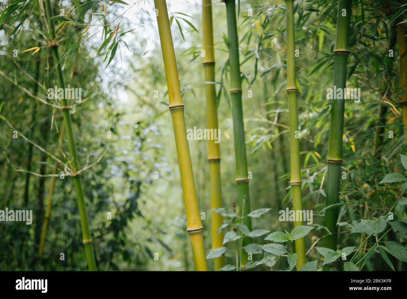 Bamboo forest in Rwanda, Africa Stock Photo - Alamy