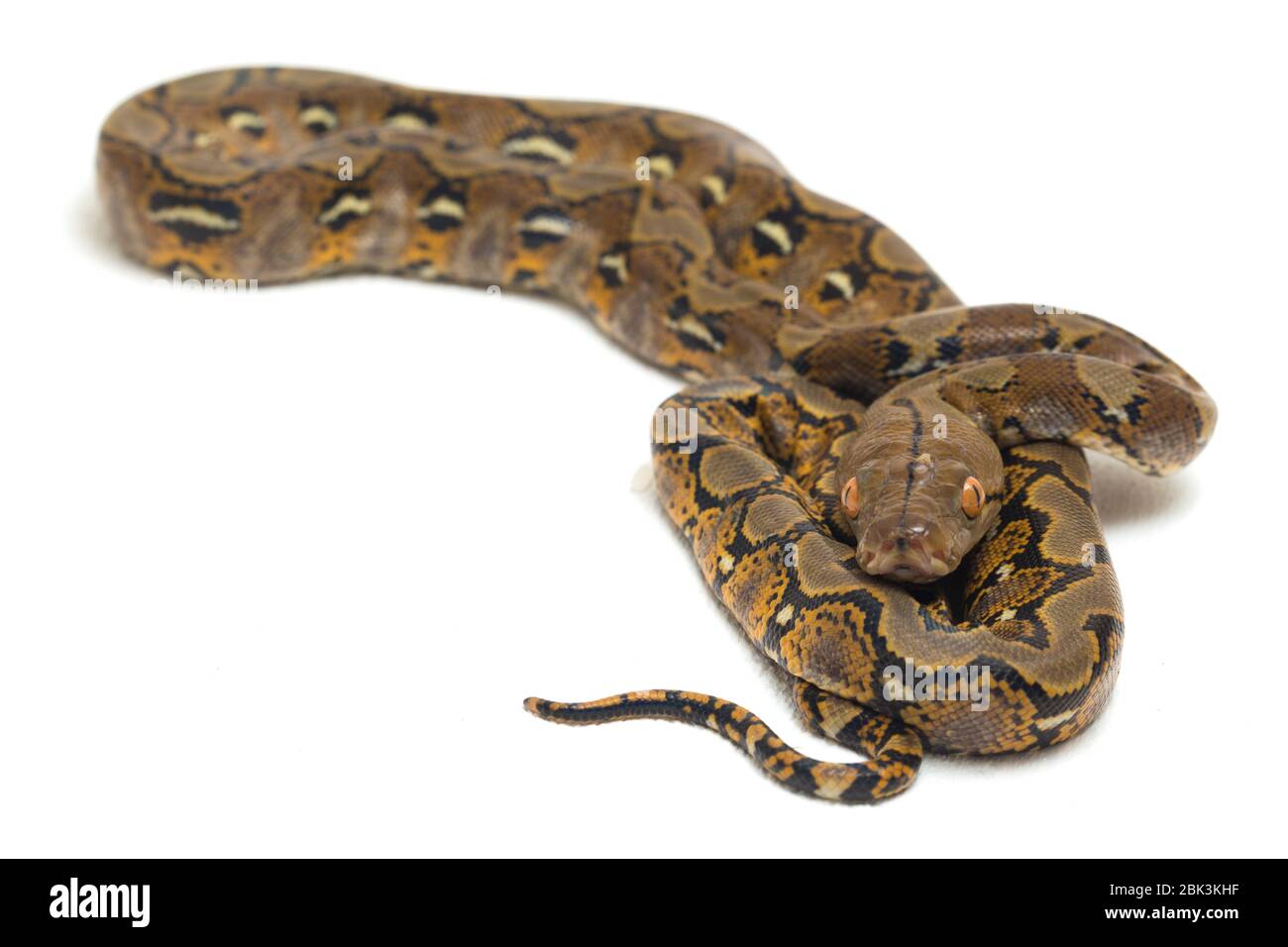 Reticulated Python (Python reticulatus) isolated on white background ...
