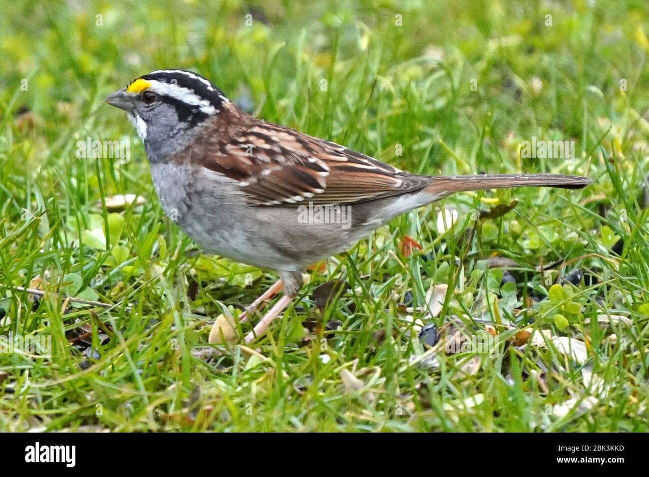 White Throated sparrows Stock Photo