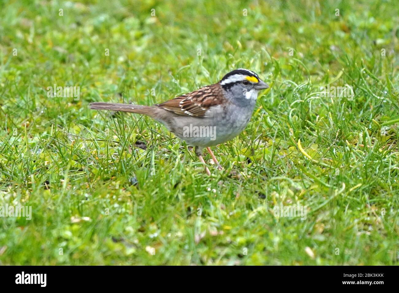 White Throated sparrows Stock Photo