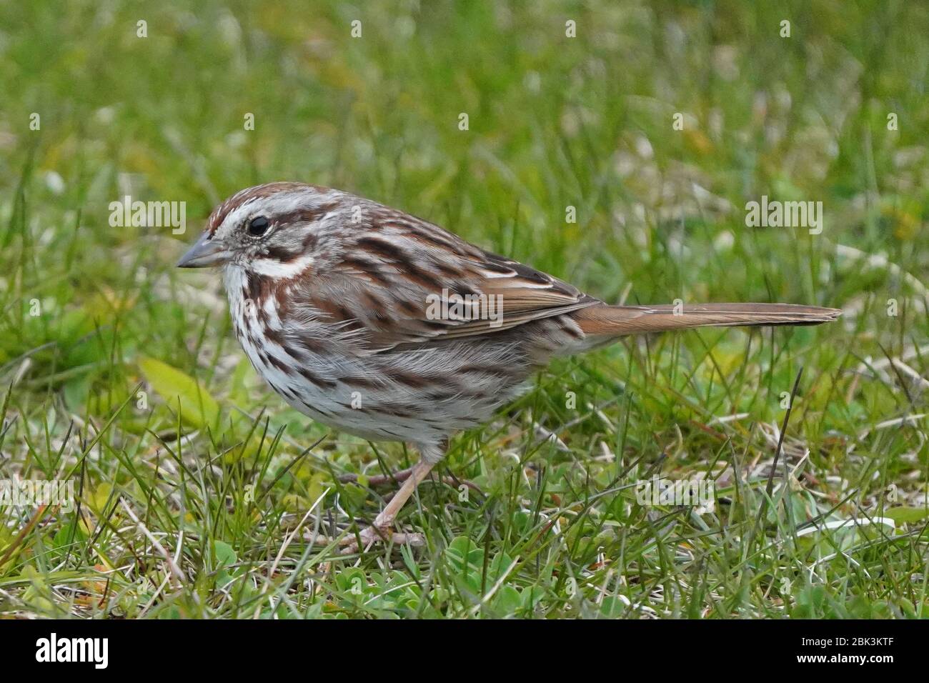 Song Sparrow Stock Photo