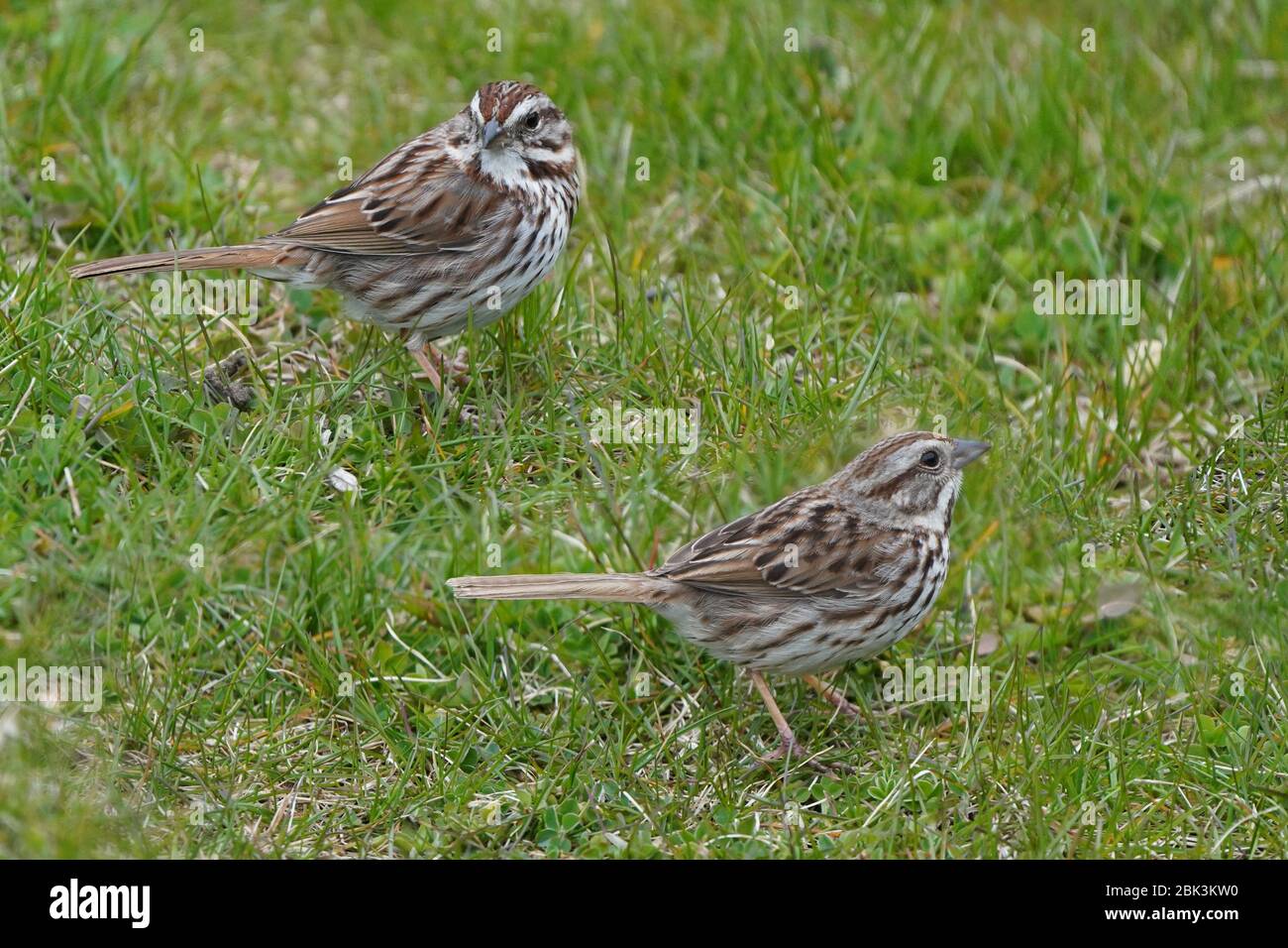 Song Sparrow Stock Photo