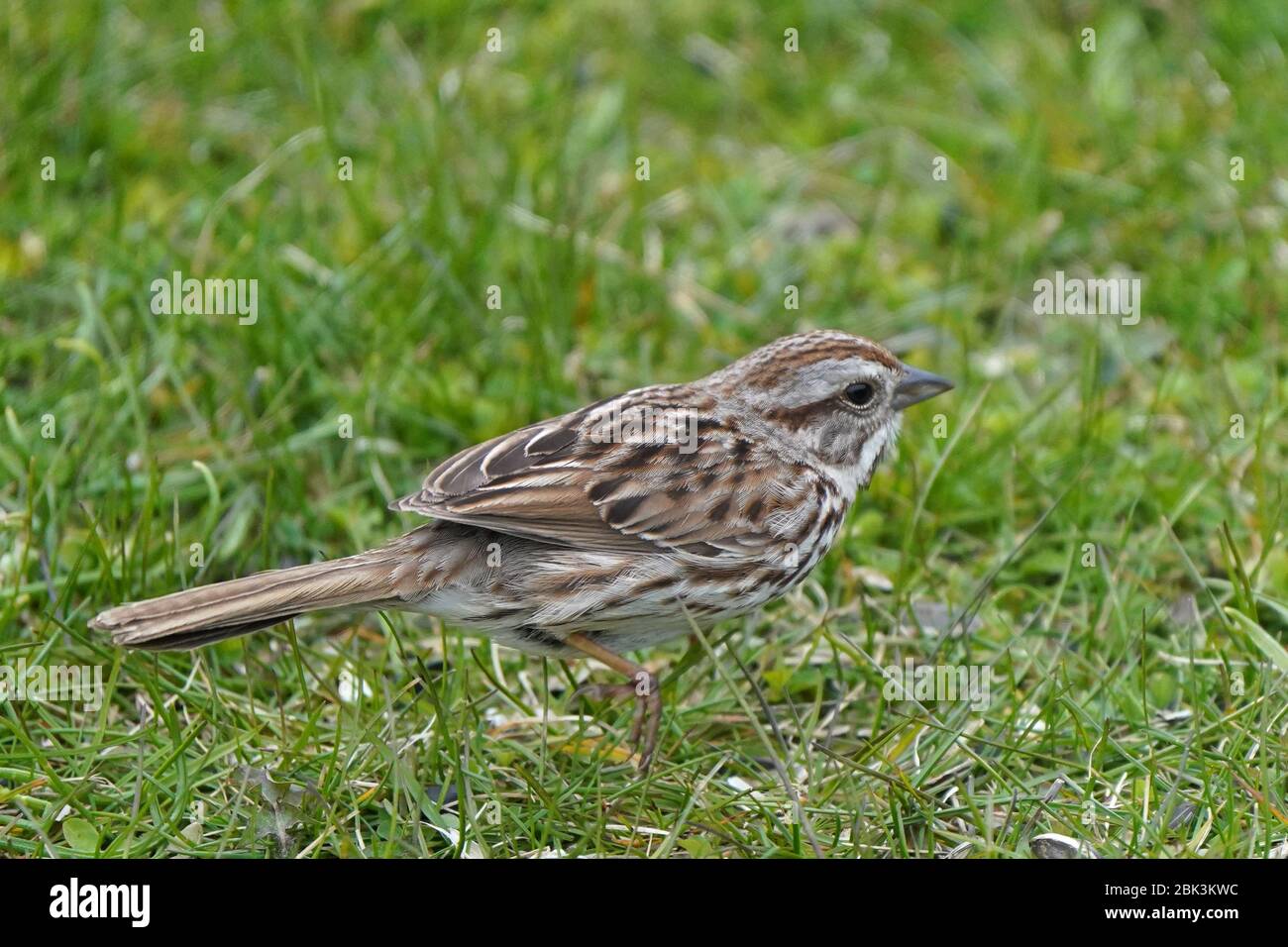 Song Sparrow Stock Photo