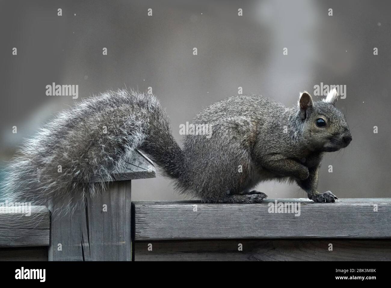 Squirrel in the backyard Stock Photo