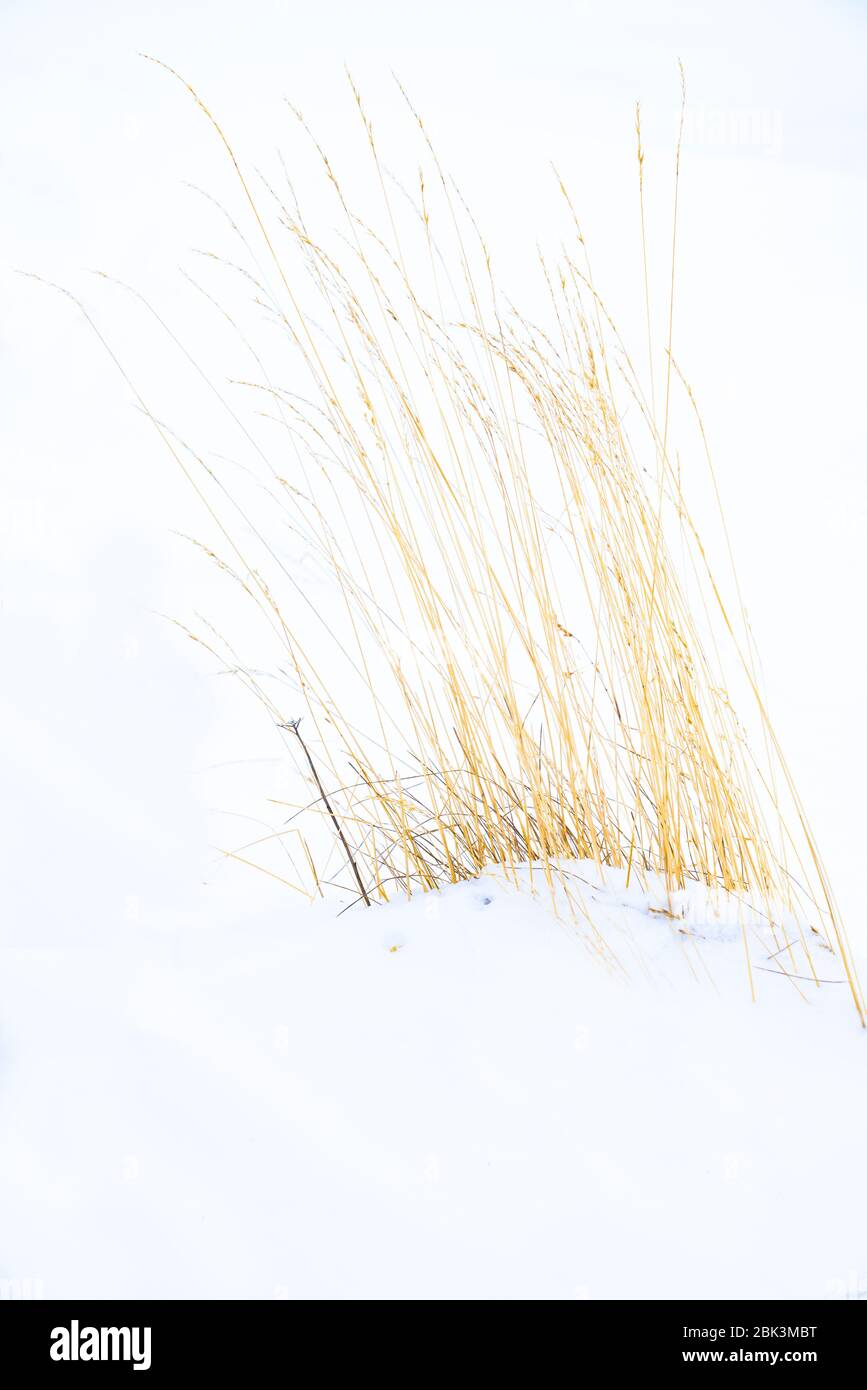 Clump of dry grass  with seed heads half buried by snow in winter Stock Photo