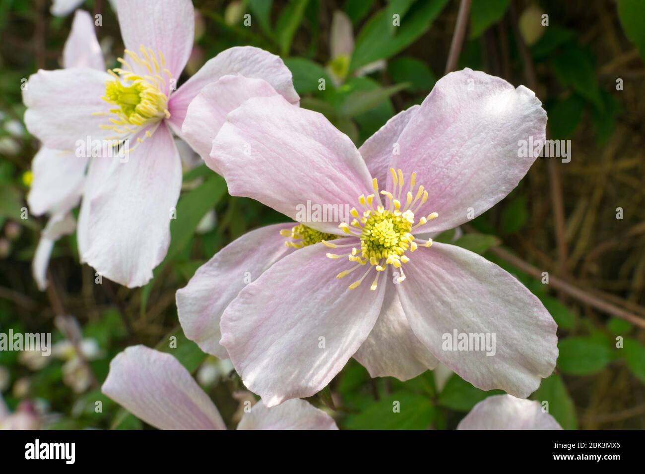 Soft pink colored Clematis flower. Clematis Montana, also known as mountain Clematis or Himalayan Clematis. Stock Photo