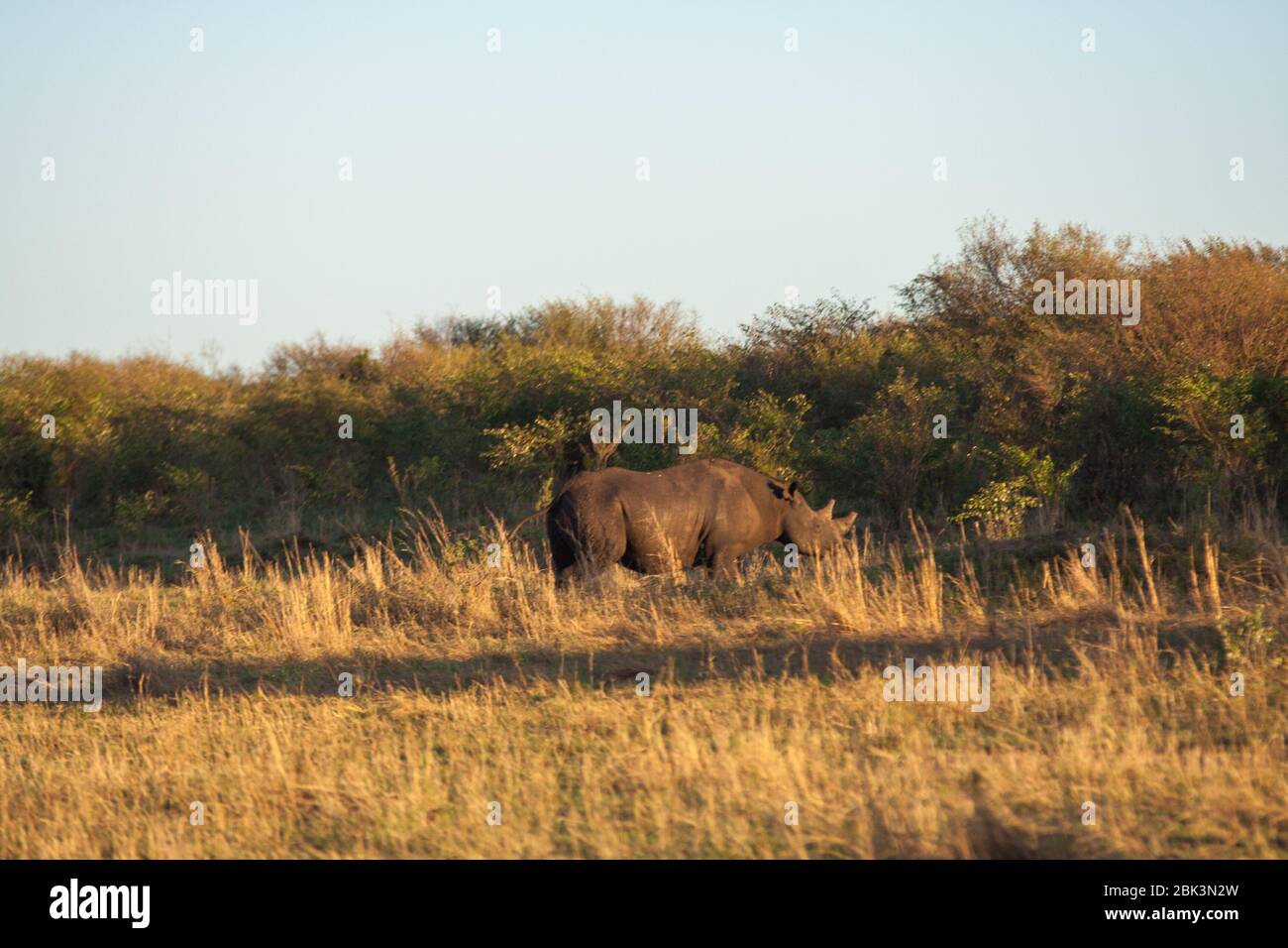 Rhino, Maasai Mara National Park, Kenya Stock Photo