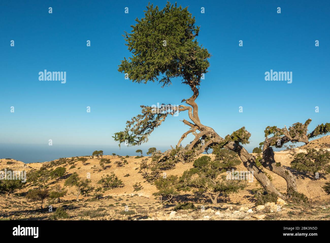 Argan tree in southern morocco Stock Photo Alamy