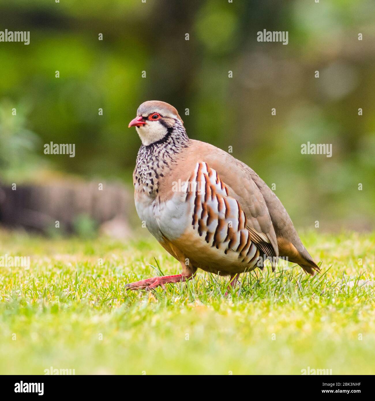 A Red-legged or French Partridge (Alectoris rufa) in the Uk Stock Photo