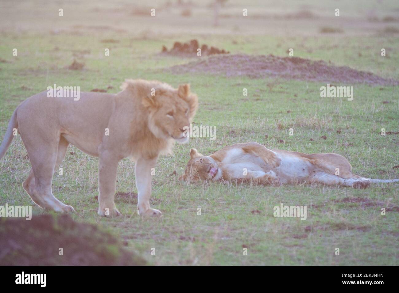 Lions mating, Masai Mara national park, Kenya Stock Photo - Alamy