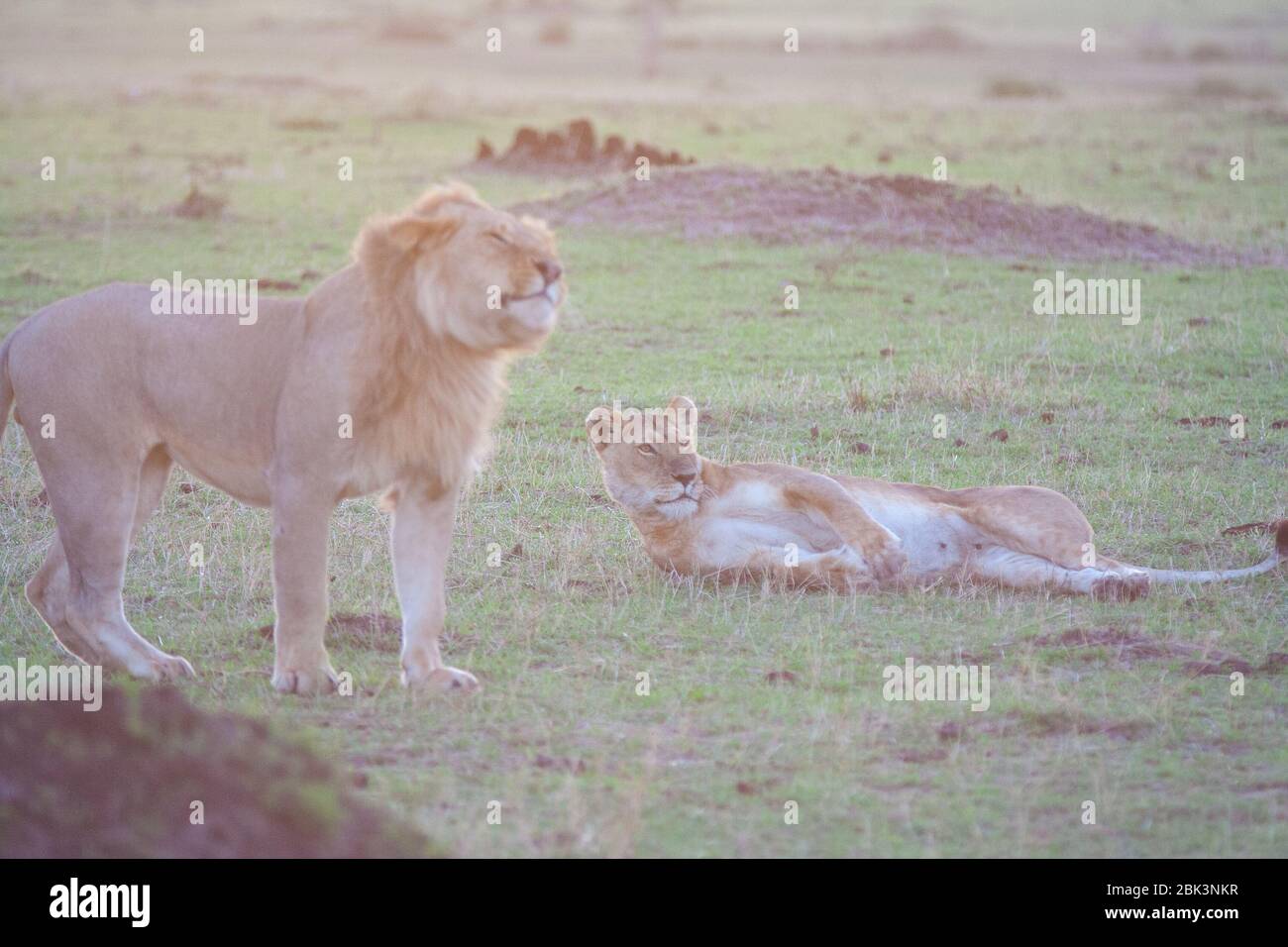 Mating of african lions hi-res stock photography and images - Alamy