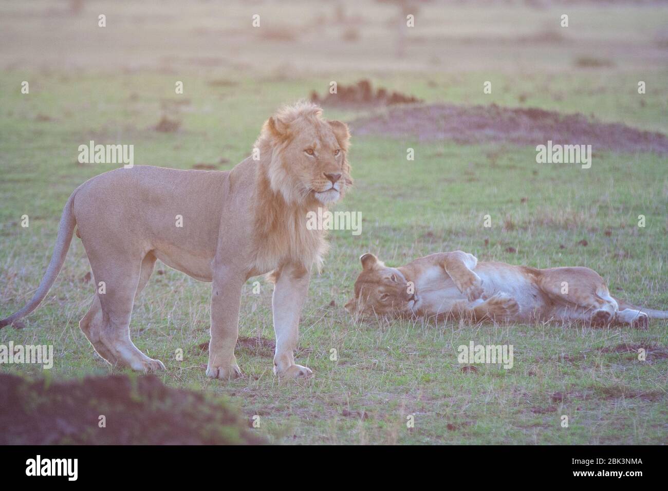 Pride lion maasai mara hi-res stock photography and images - Alamy