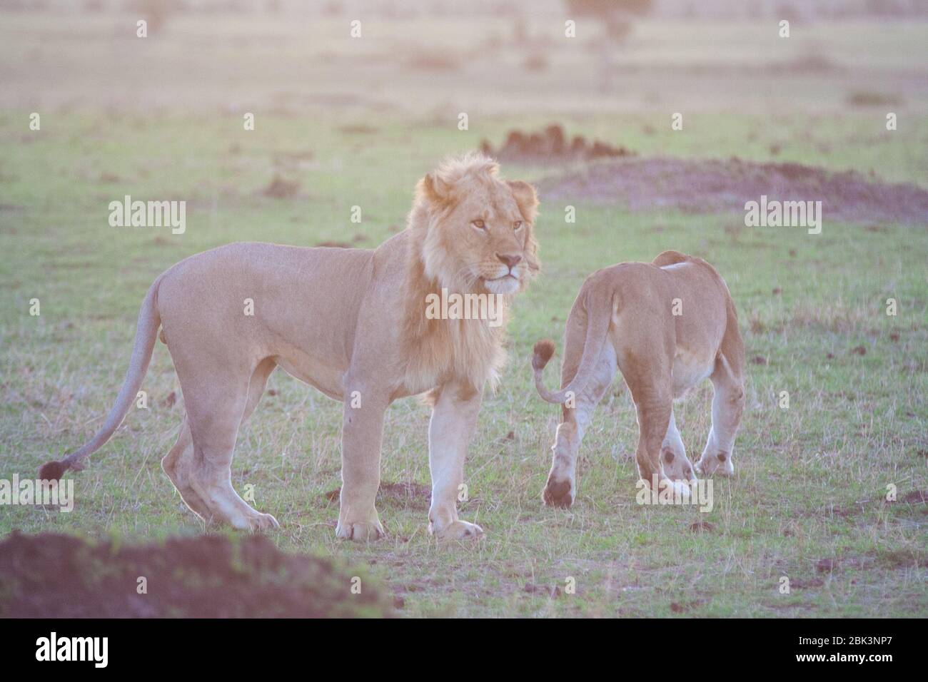Lions mating, Masai Mara national park, Kenya Stock Photo - Alamy