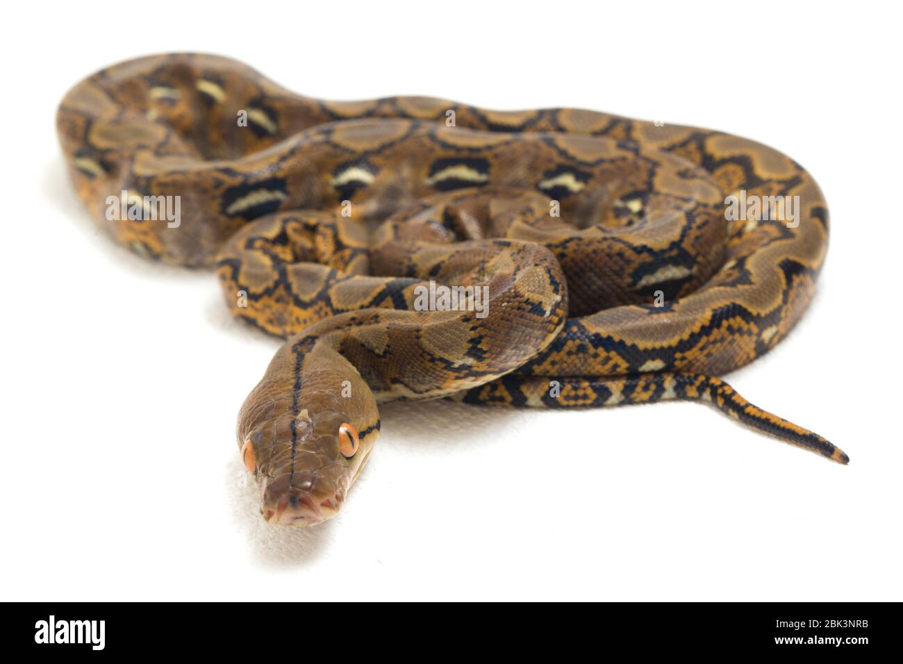 Reticulated Python (Python reticulatus) isolated on white background ...