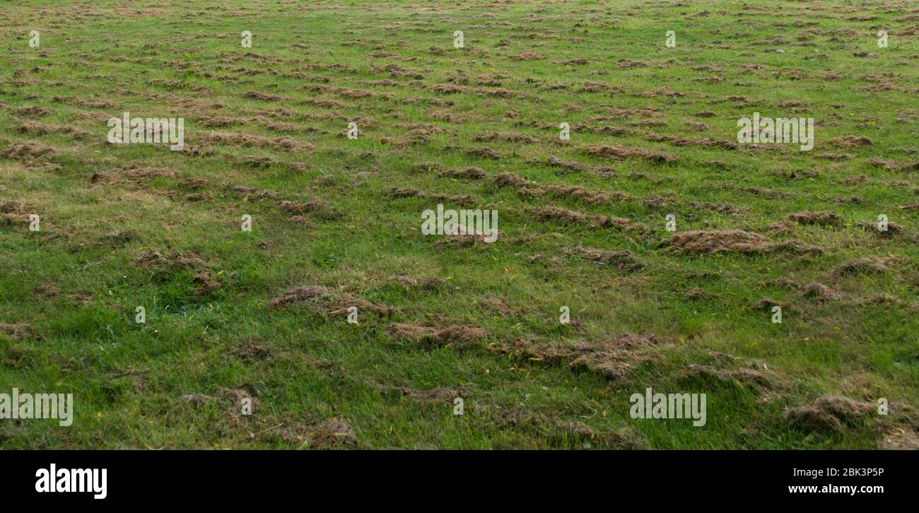 Background showing newly mown grass lawn with dried grass on top Stock