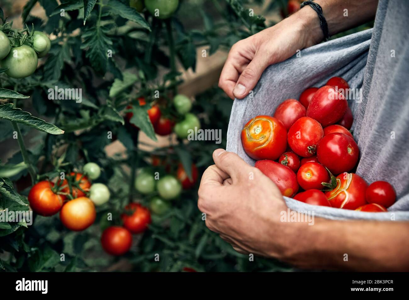 Farmer is holding his shirt full of red ripe tomatoes at the garden ...