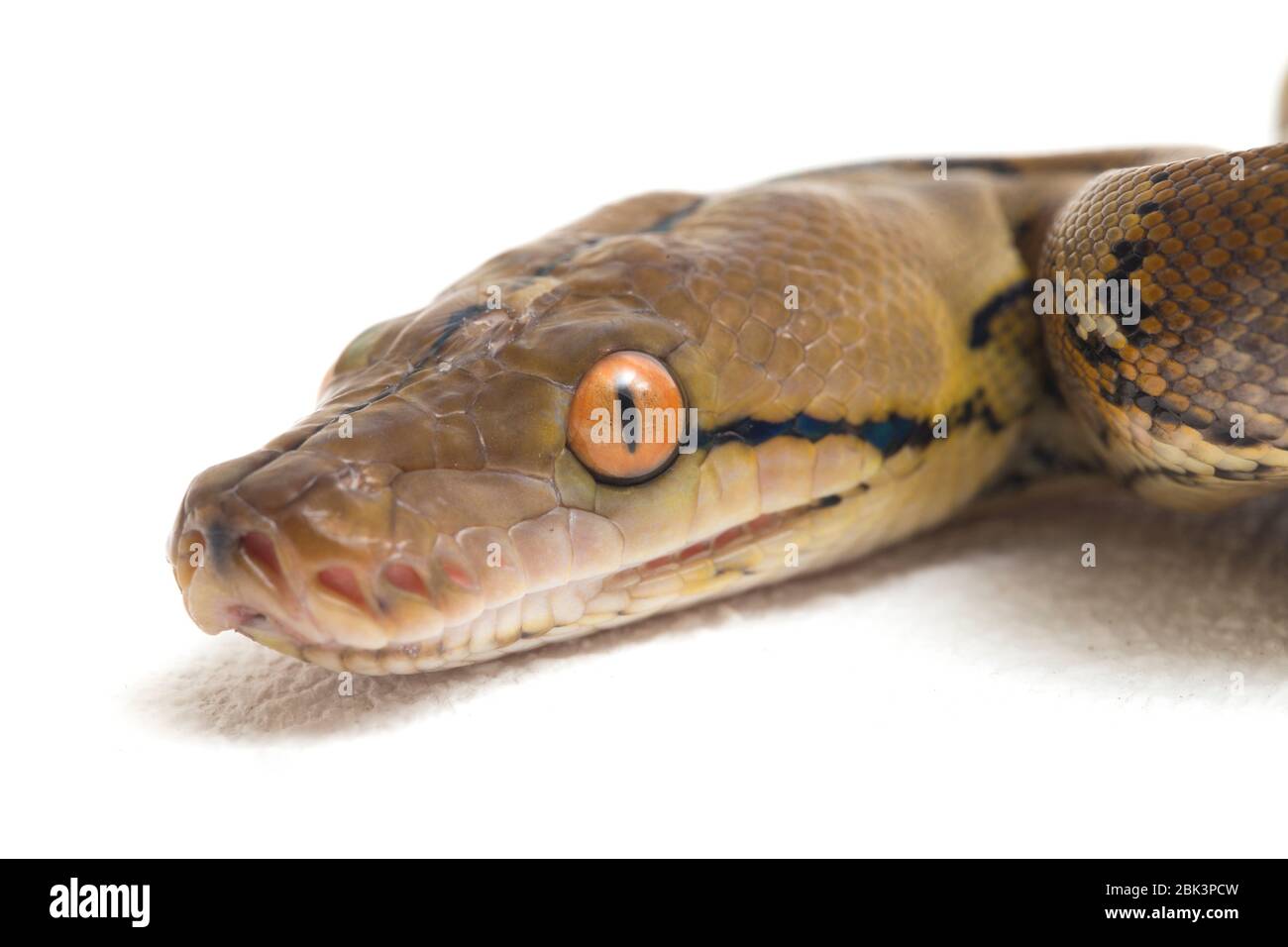 Reticulated Python (Python reticulatus) isolated on white background ...