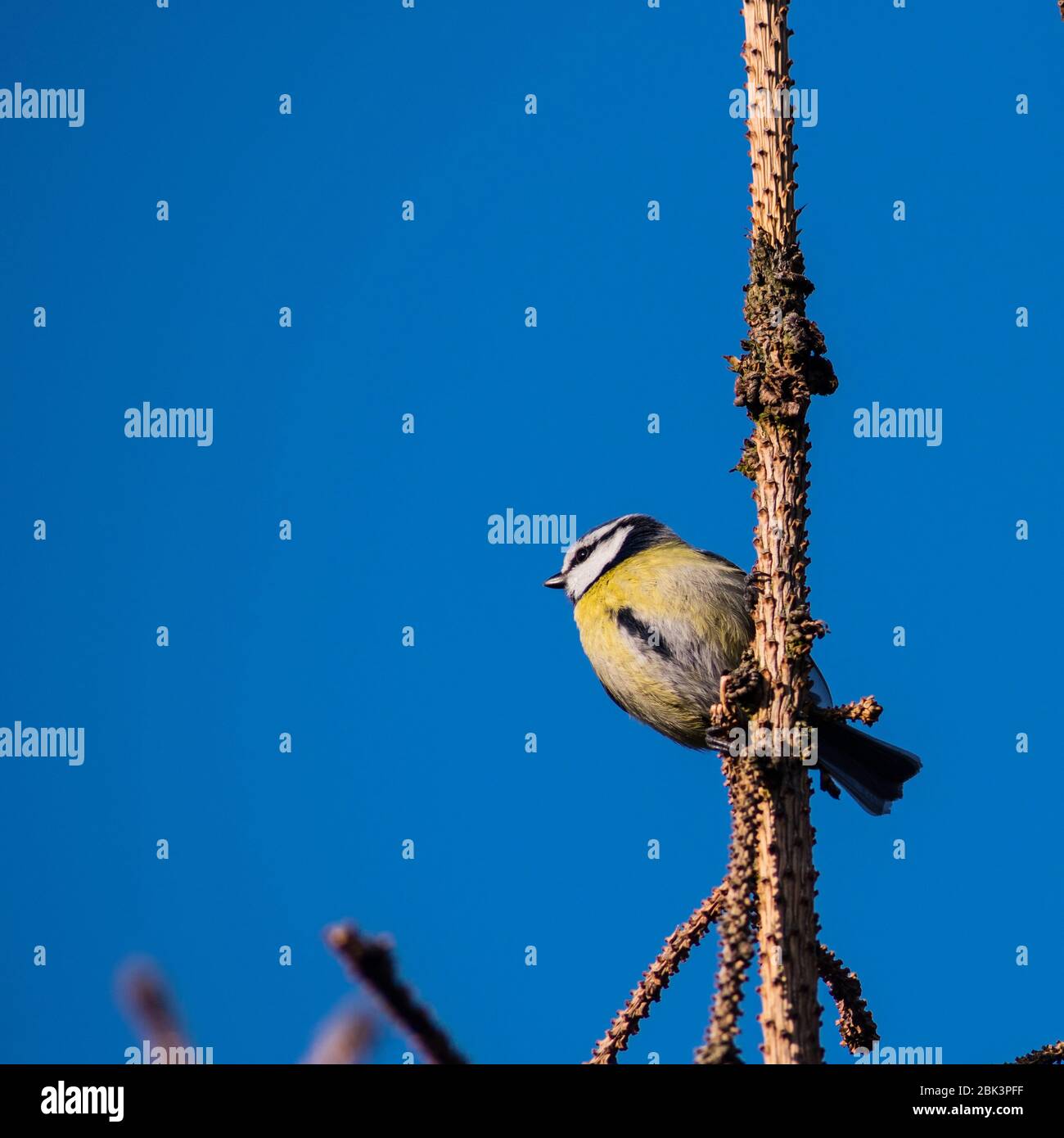 A Blue Tit (Parus caeruleus) in the uk Stock Photo