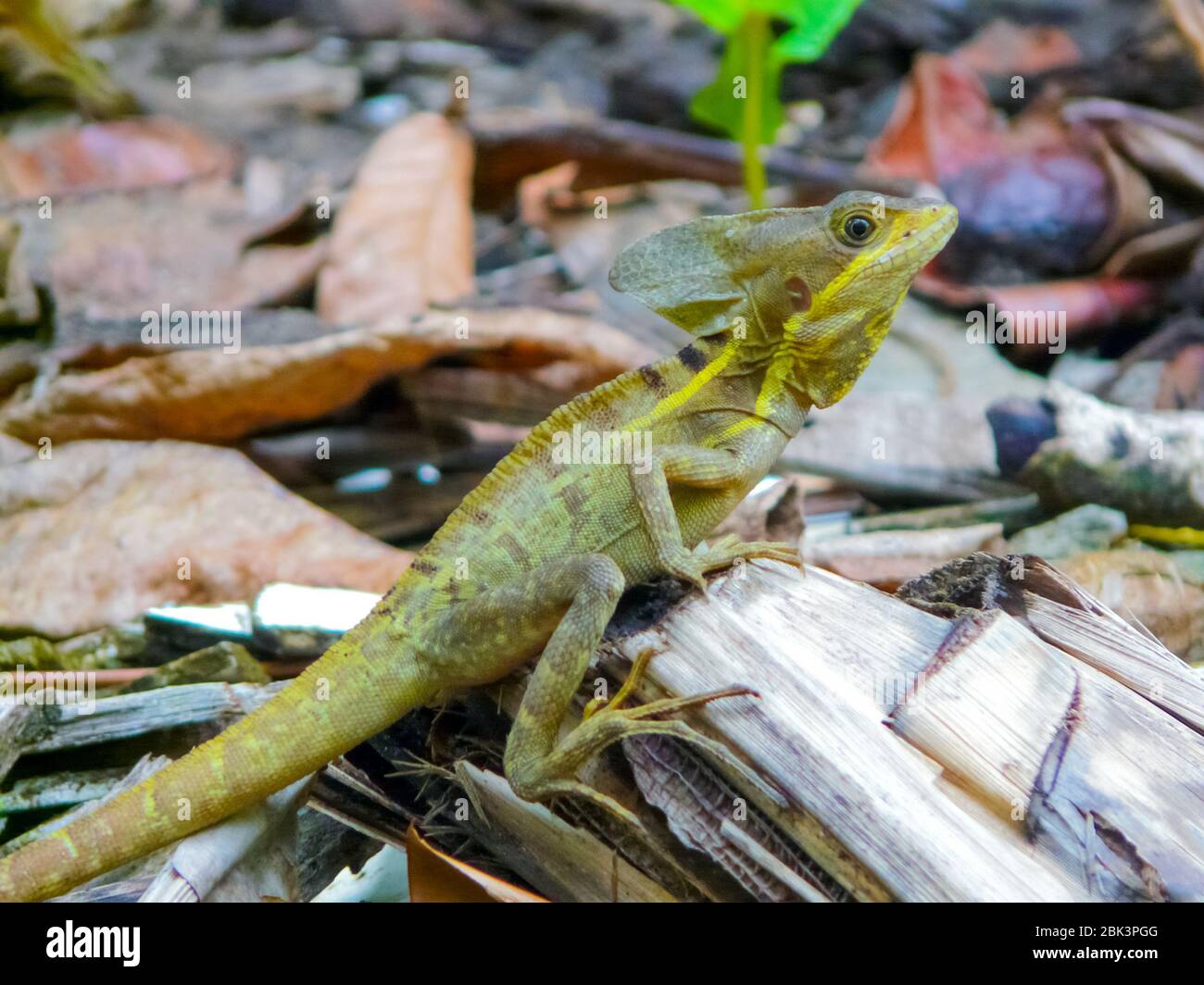 Tortuguero National Park, Limon, Costa Rica Stock Photo - Alamy