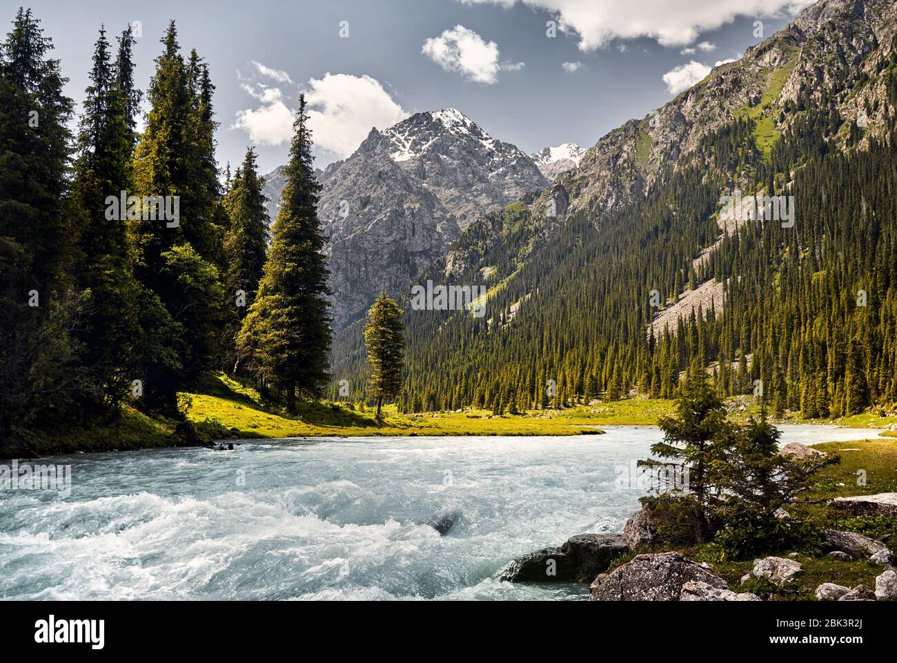 Karakol river in the mountain valley with big pine trees and snowy peak
