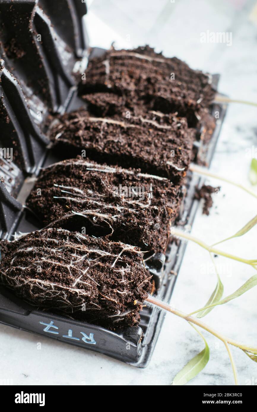 Young tomato seedlings (variety Tamina) in a root trainer. Stock Photo