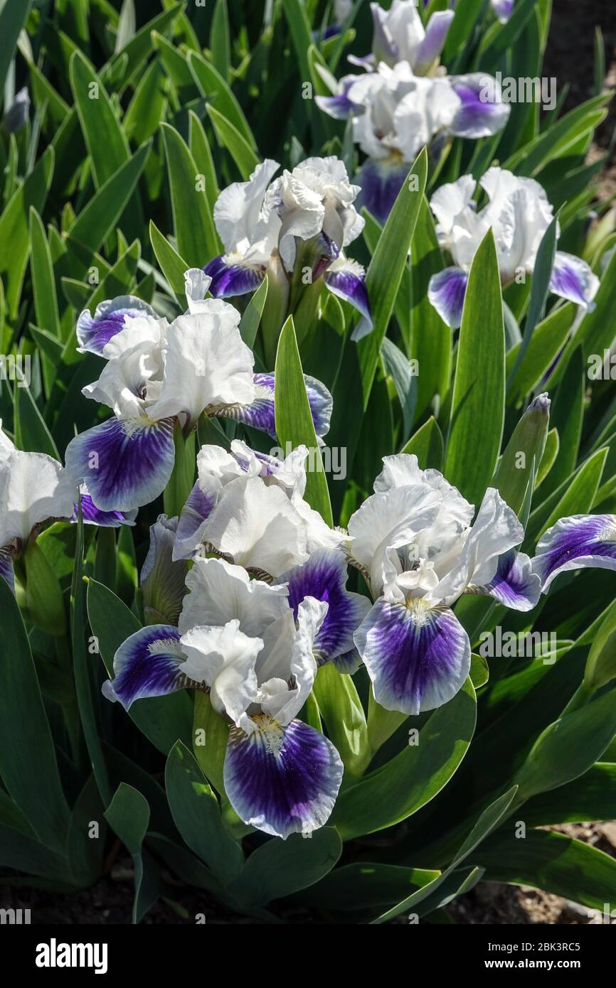 Blue white Irises, Standard Dwarf Bearded Iris "Boo" barbata nana blue